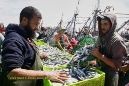 Image du Maroc Professionnelle de  Le système de la chaîne humaine pour vider la cale du bateau remplie de poissons encore vivat ! Les ouvriers s'activent énergiquement sans perdre de temps à faire passer de l’un à l’autre le panier en plastique rempli de sardines vivantes, cette dynamique dans le but de conserver la sardine toute fraîche durant l’opération de débarquement au Port de Laayoune, Lundi 8 Mars 2010. (Photo / Abdeljalil Bounhar) 